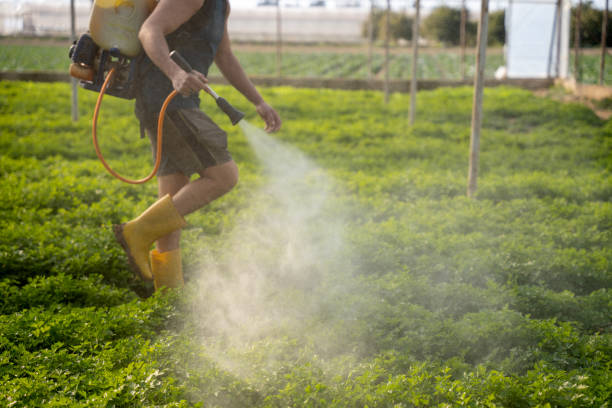 Bird Control in Lakeland North, WA