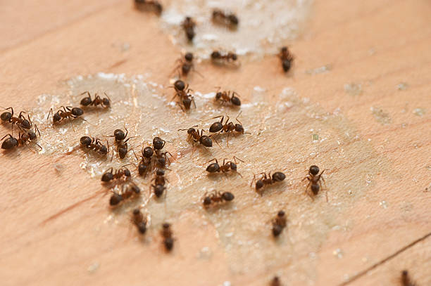 Best Affordable Pest Control Services  in Lakeland North, WA